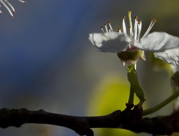 Close-up of flower against sky