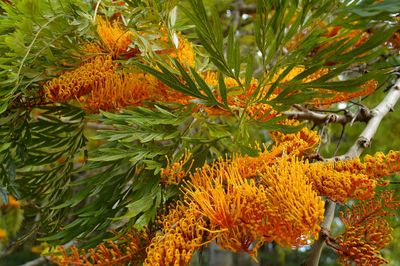 Close-up of yellow flowers