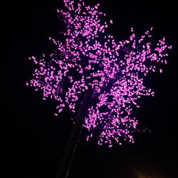 View of illuminated purple flowers
