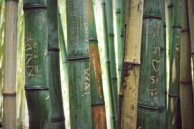 Close-up of bamboo plants in the forest