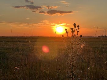 Scenic view of field against sky during sunset