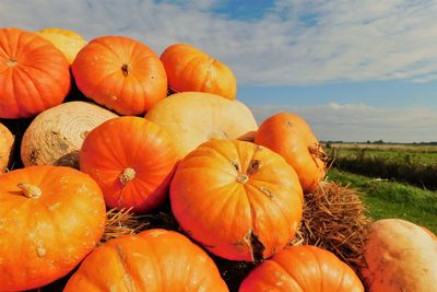 Close-up of pumpkins on field against sky