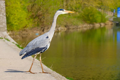 High angle view of gray heron standing