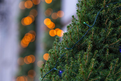 Close-up of christmas tree