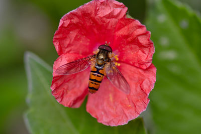 Close-up of butterfly pollinating on flower