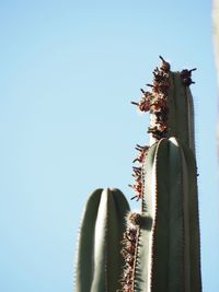 Low angle view of succulent plant against clear sky