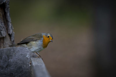 Close-up of bird perching on a tree