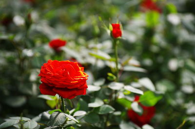 Close-up of red rose