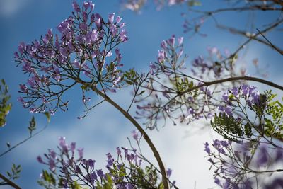 Low angle view of pink flowers blooming on tree