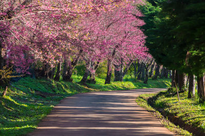 View of pink flowering trees in park
