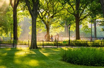 Trees in park