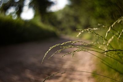 Close-up of plant growing on field