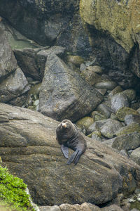 A fur seal resting on a rock formation at cape foulwind in new zealand