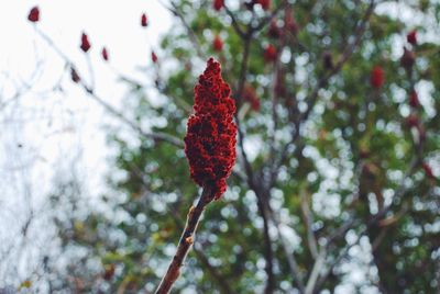 Close-up of red flower