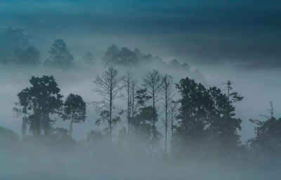 Silhouette trees in forest against sky