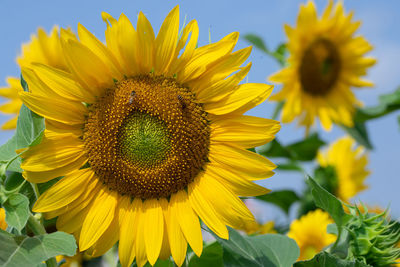 Close-up of sunflower