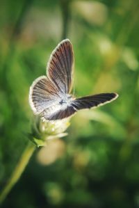 Close-up of butterfly on flower