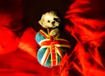 Pet dog on red background with cushion