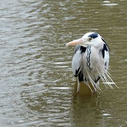 View of birds in water