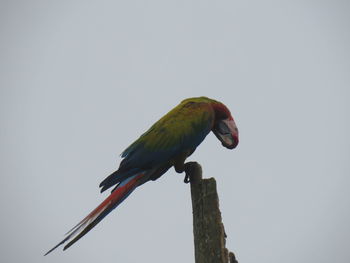 Low angle view of parrot perching on wooden post