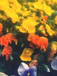 High angle view of orange flowering plants