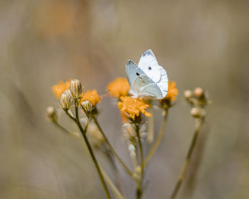 Close-up of butterfly pollinating on flower