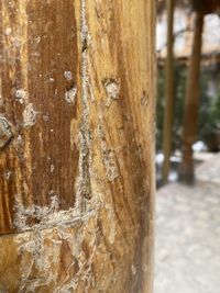 Close-up of tree trunk