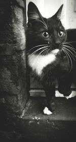 Close-up portrait of black cat