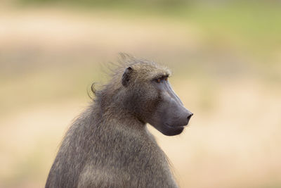 Close-up of a monkey looking away