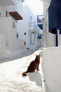 Cat lying on a building