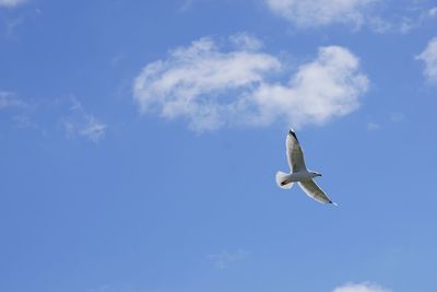 Low angle view of seagull flying in sky