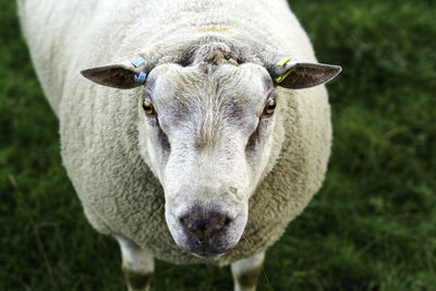 Close-up of an animal on field