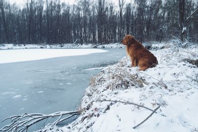 Dog standing on snow covered landscape