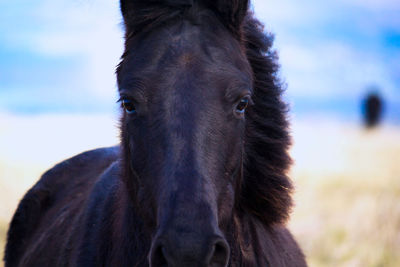 Close-up portrait of horse