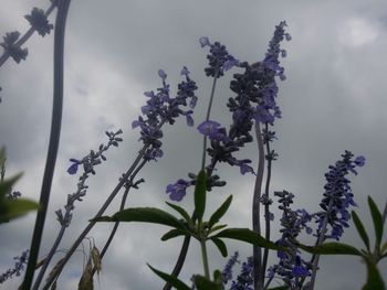 Close-up of purple flowers blooming