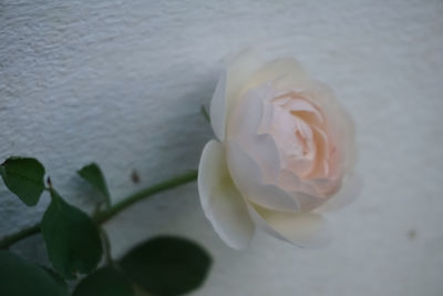 Close-up of white rose flower