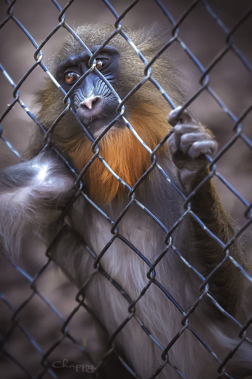 animal, animal themes, mammal, monkey, primate, animals in captivity, vertebrate, cage, fence, chainlink fence, animal wildlife, one animal, zoo, trapped, no people, boundary, close-up, barrier, protection, metal, animal head