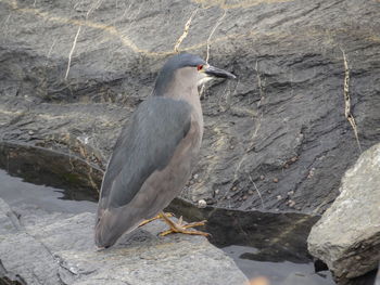 High angle view of bird perching on rock