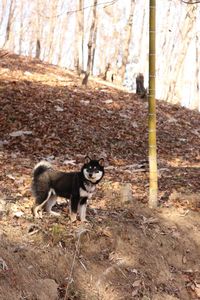 View of a dog in the forest