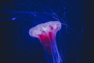 Close-up of jellyfish in illuminating sea.