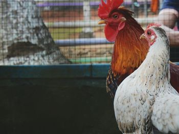 Close-up of chickens in cage