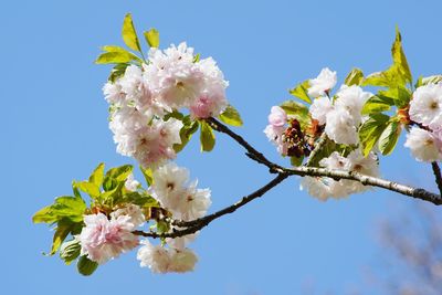 Low angle view of cherry blossoms in spring against sky