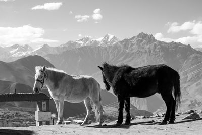 Horses in a valley