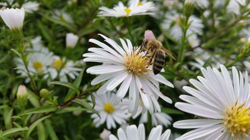 Close-up of bee on white flower