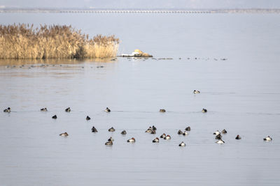 Birds swimming in lake