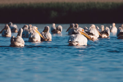 View of ducks swimming in lake