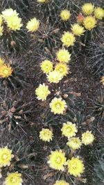 High angle view of yellow flowers blooming outdoors