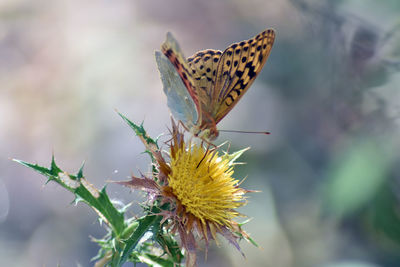 Close-up of butterfly pollinating flower