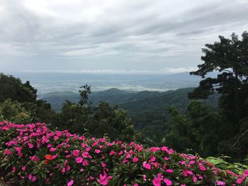 Scenic view of pink flowering plants against cloudy sky