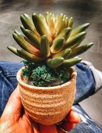 Low section of person holding succulent plant